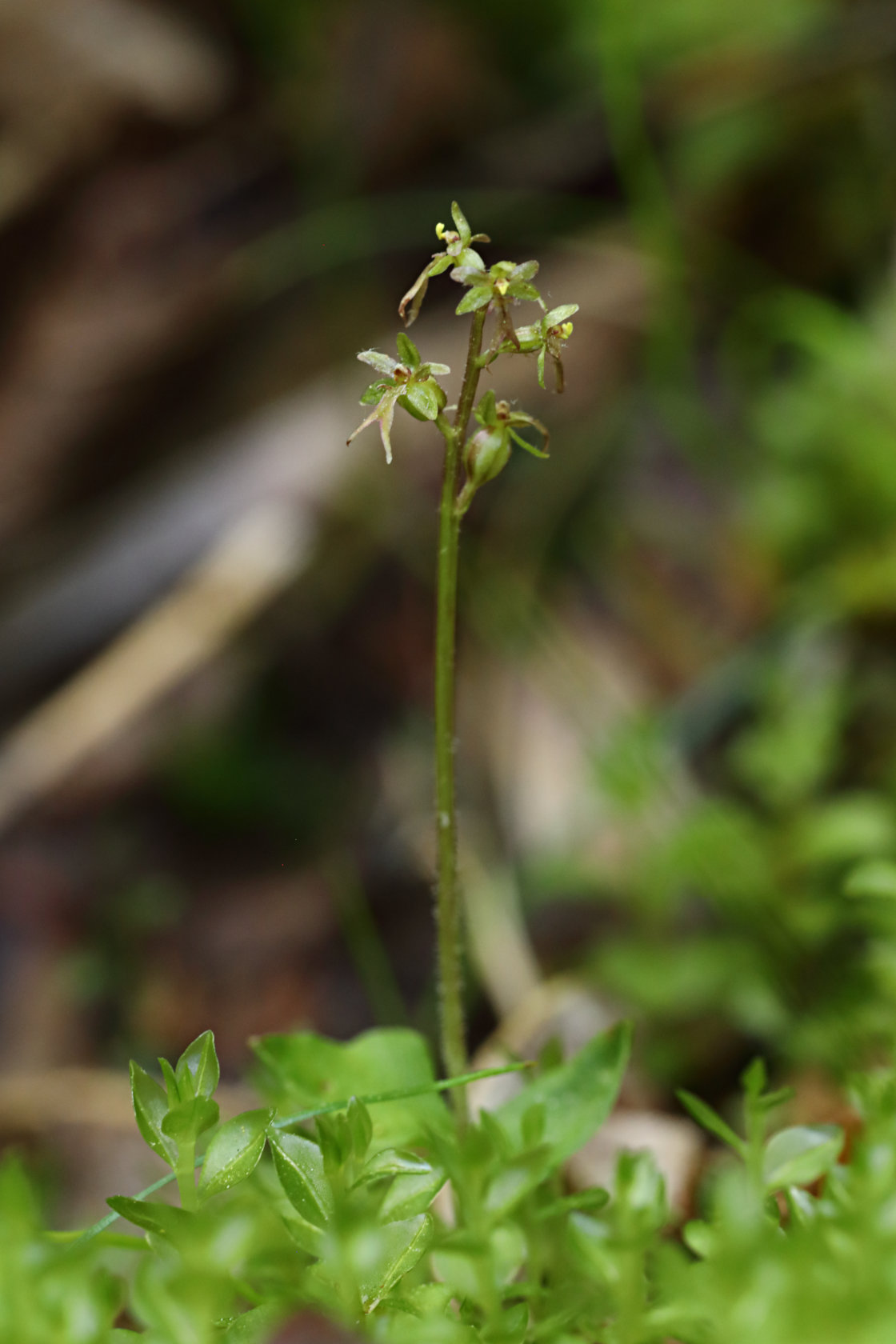 Heart-Leaved Twayblade