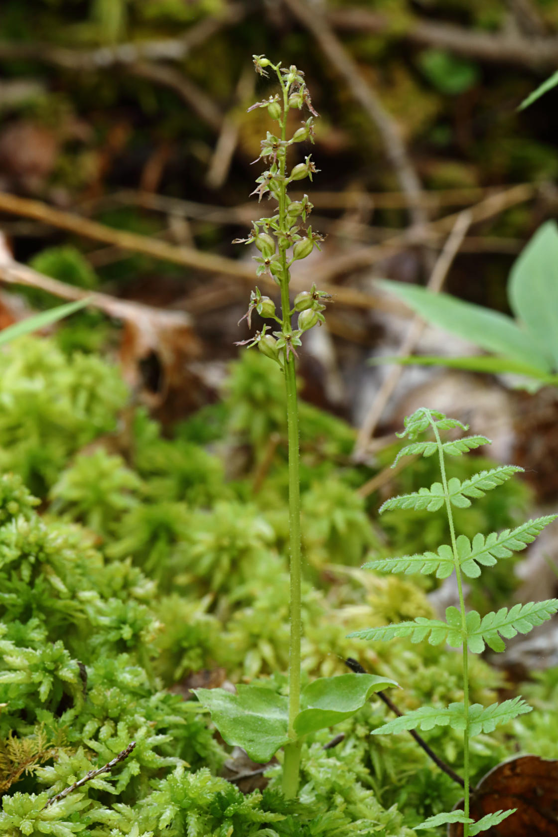 Heart-Leaved Twayblade