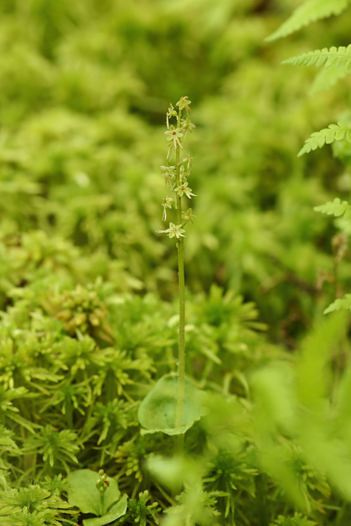 Heart-Leaved Twayblade