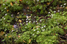 Wild White Violet