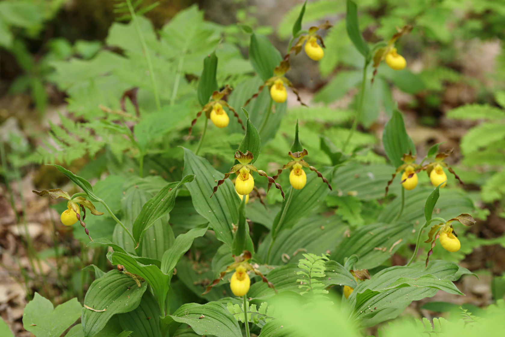 Southern Small Yellow Lady's Slipper