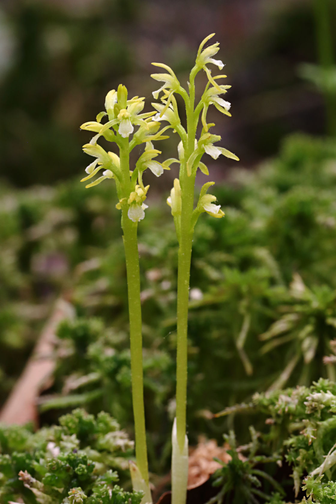 Early Coralroot