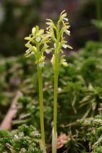 Early Coralroot