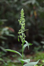 False Hellebore