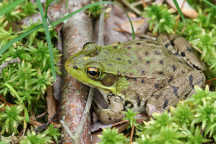 Green Frog