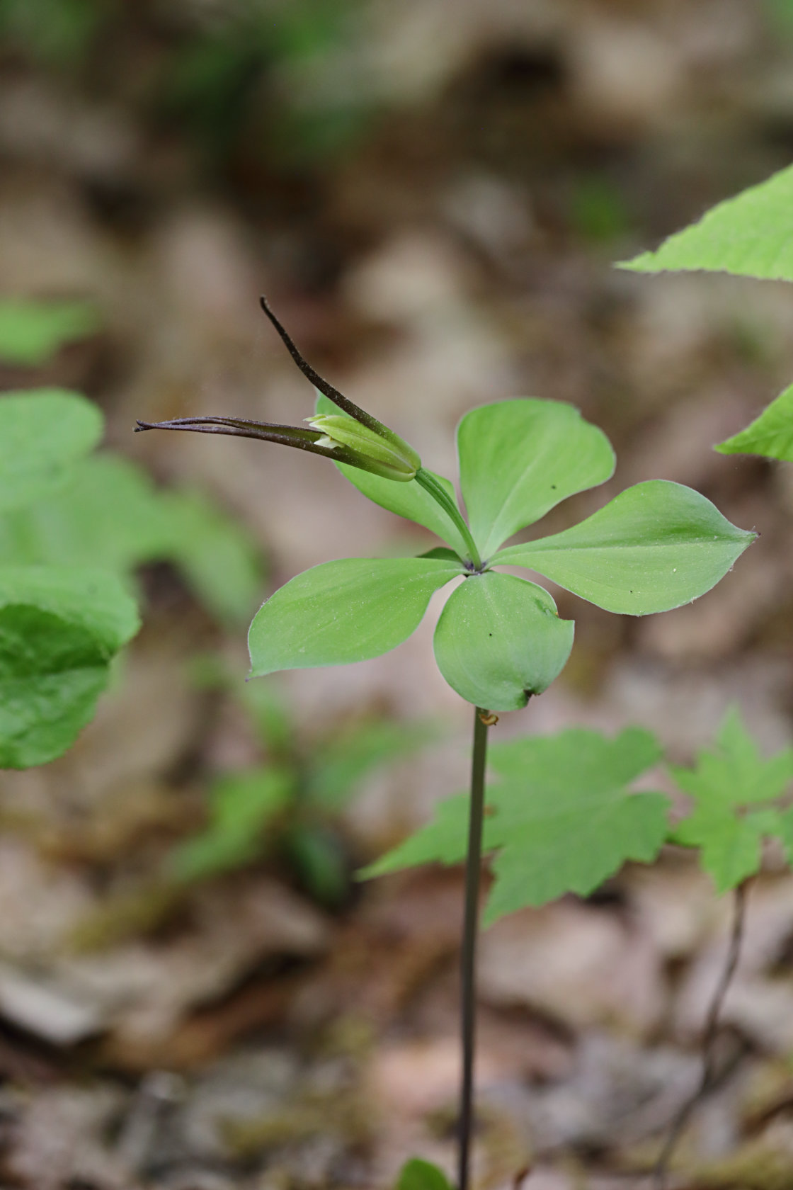 Large Worled Pogonia