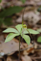 Large Worled Pogonia