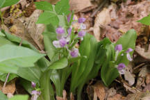 Showy Orchid