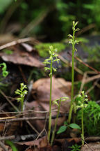 Early Coralroot