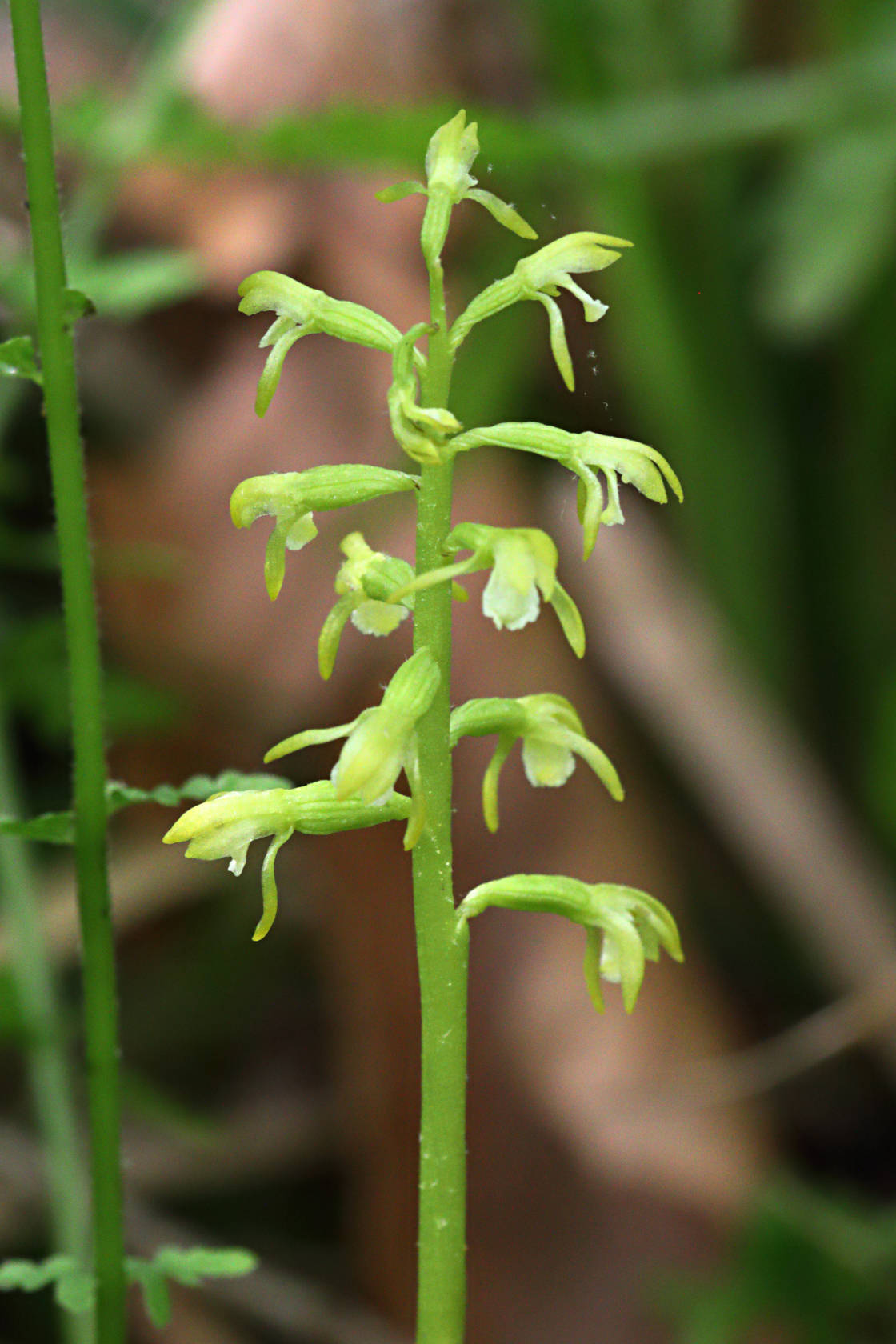 Early Coralroot