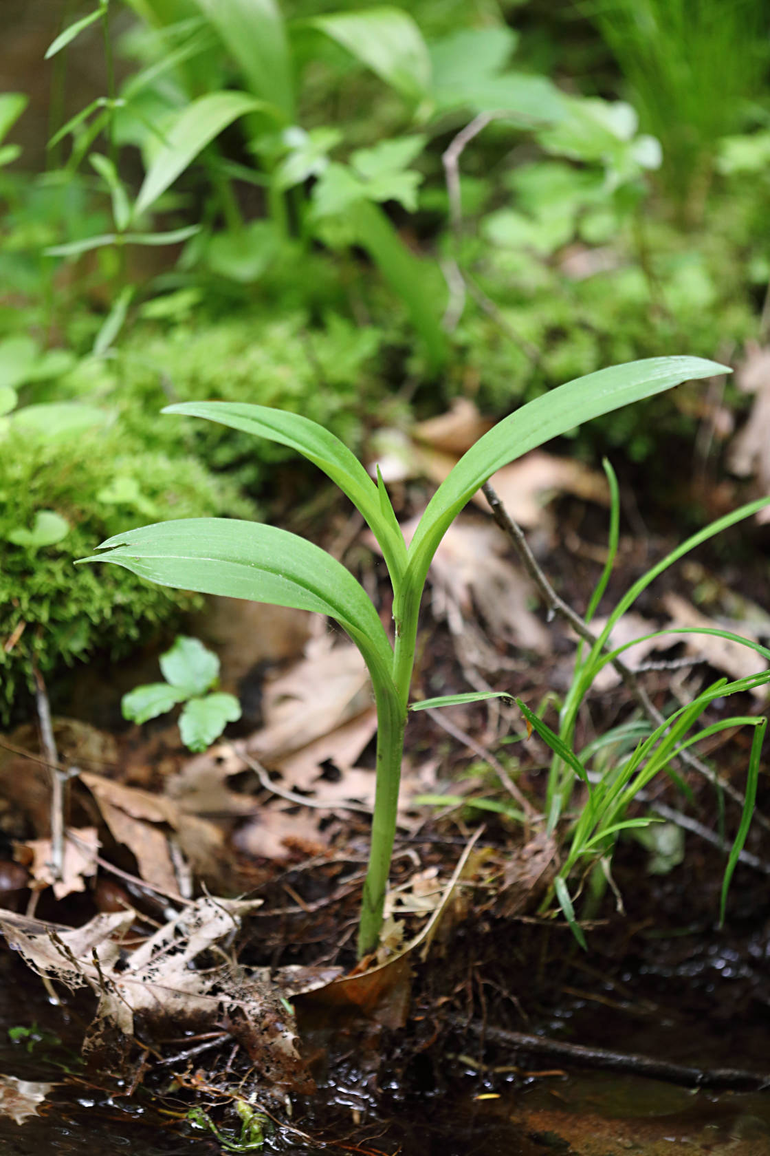 Small Purple Fringed Orchid