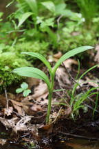 Small Purple Fringed Orchid