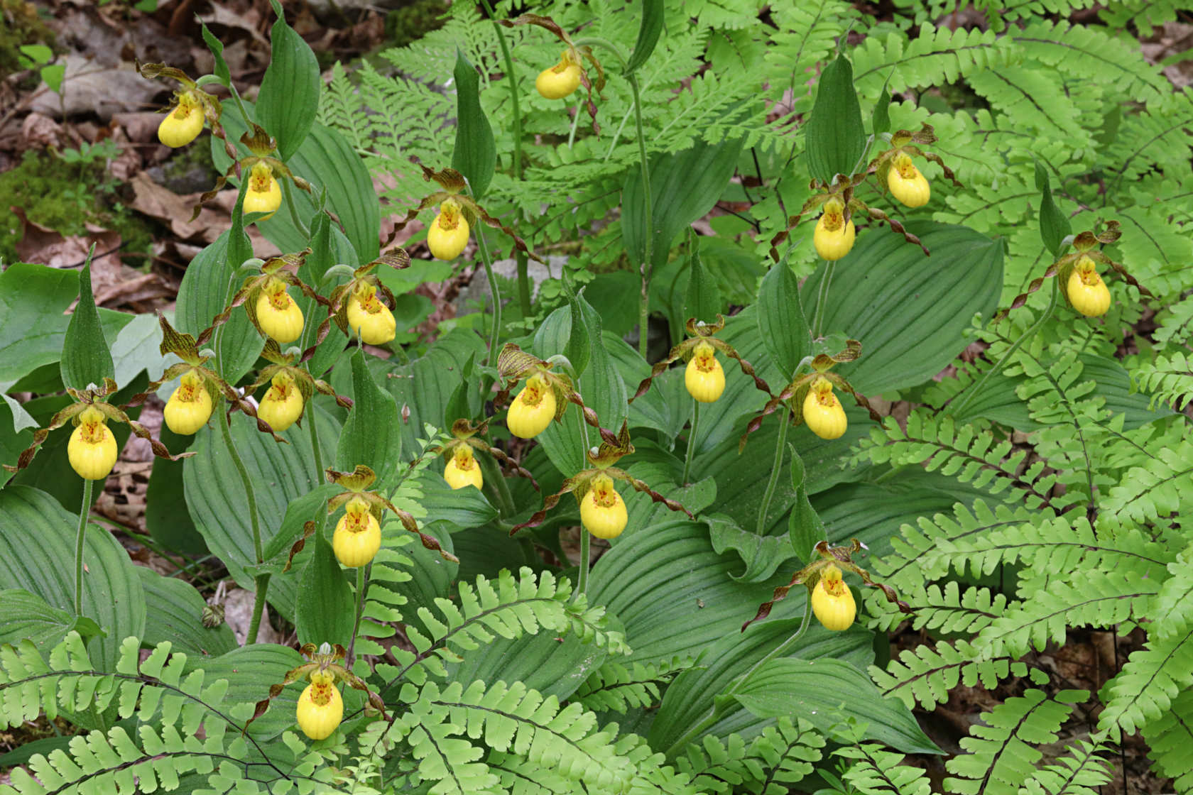 Southern Small Yellow Lady's Slipper