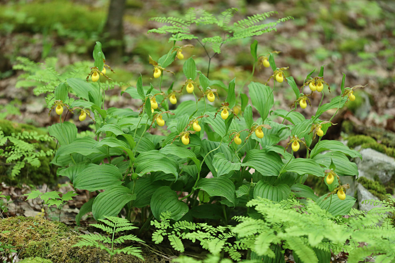 Southern Small Yellow Lady's Slipper