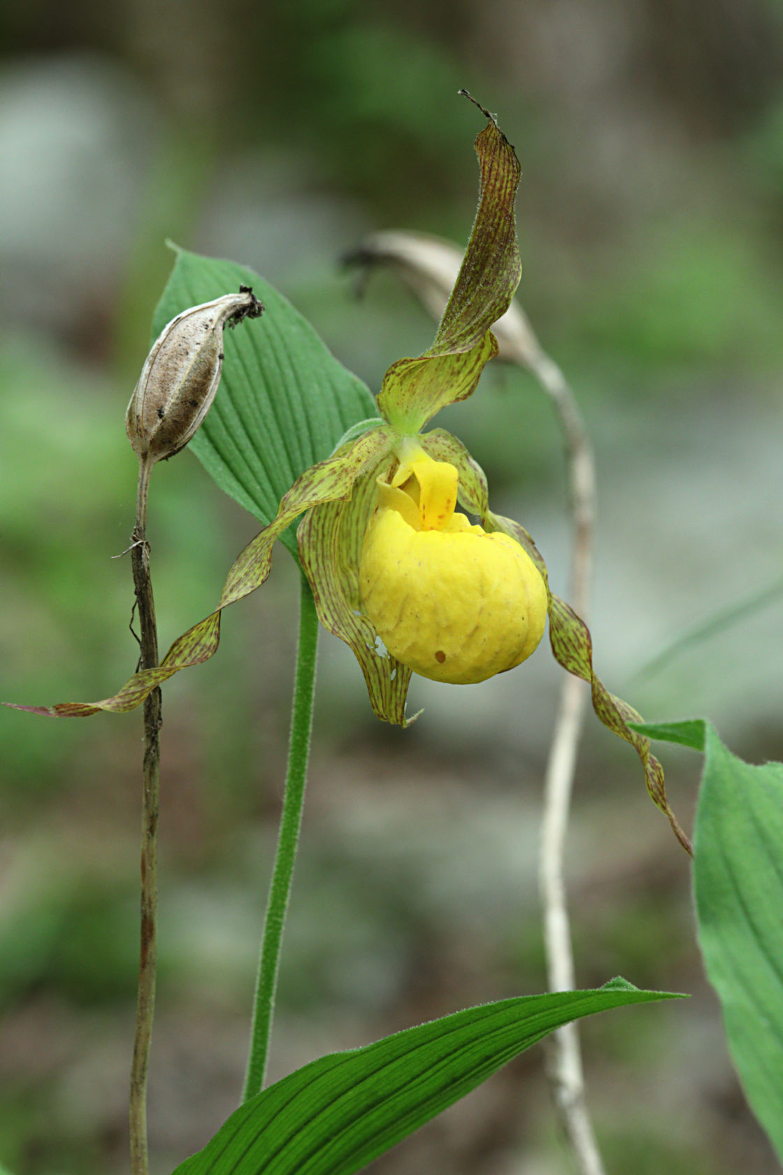 Large Yellow Lady's Slipper