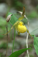 Large Yellow Lady's Slipper