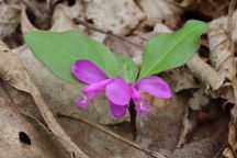 Fringed Polygala