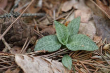 Checkered Rattlesnake Plantain