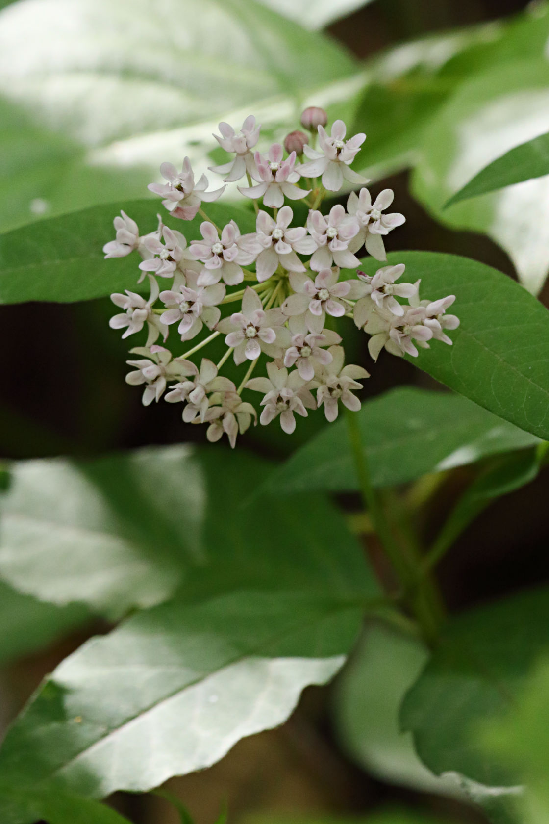 Four-Leaved Milkweed