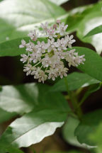 Four-Leaved Milkweed