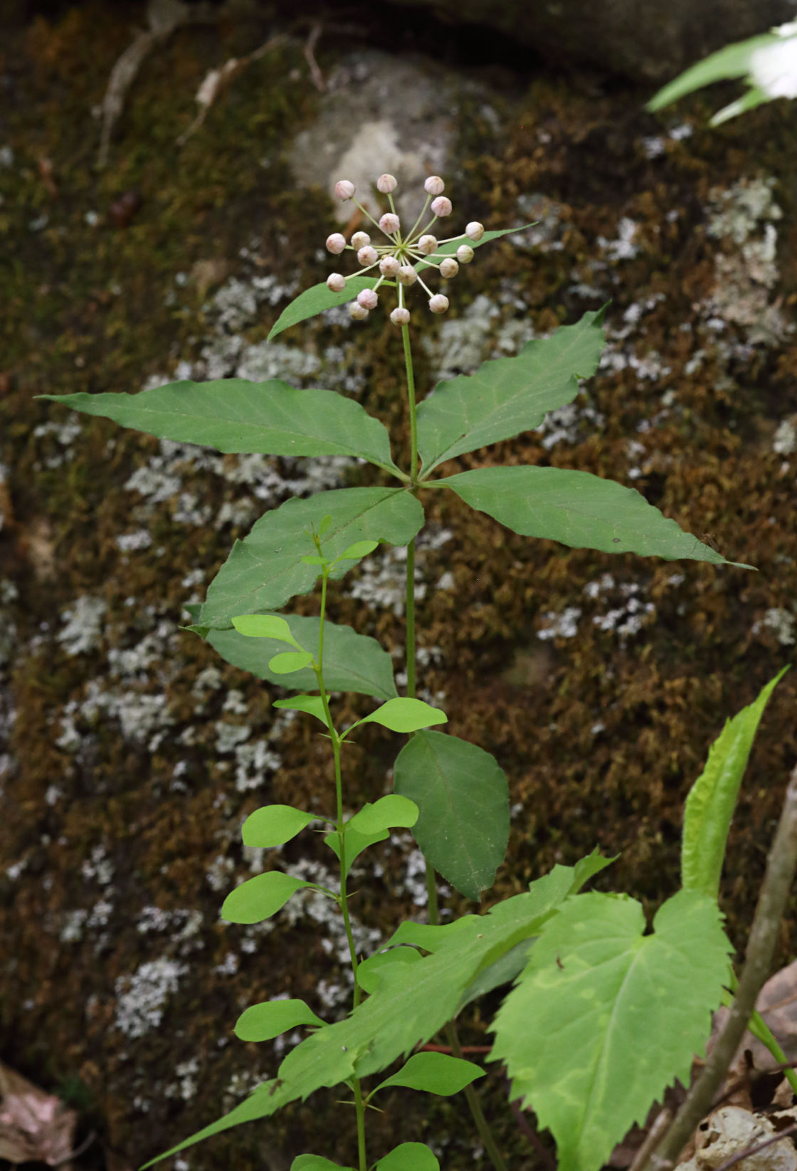 Four-Leaved Milkweed