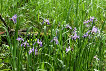 Northern Blue Iris