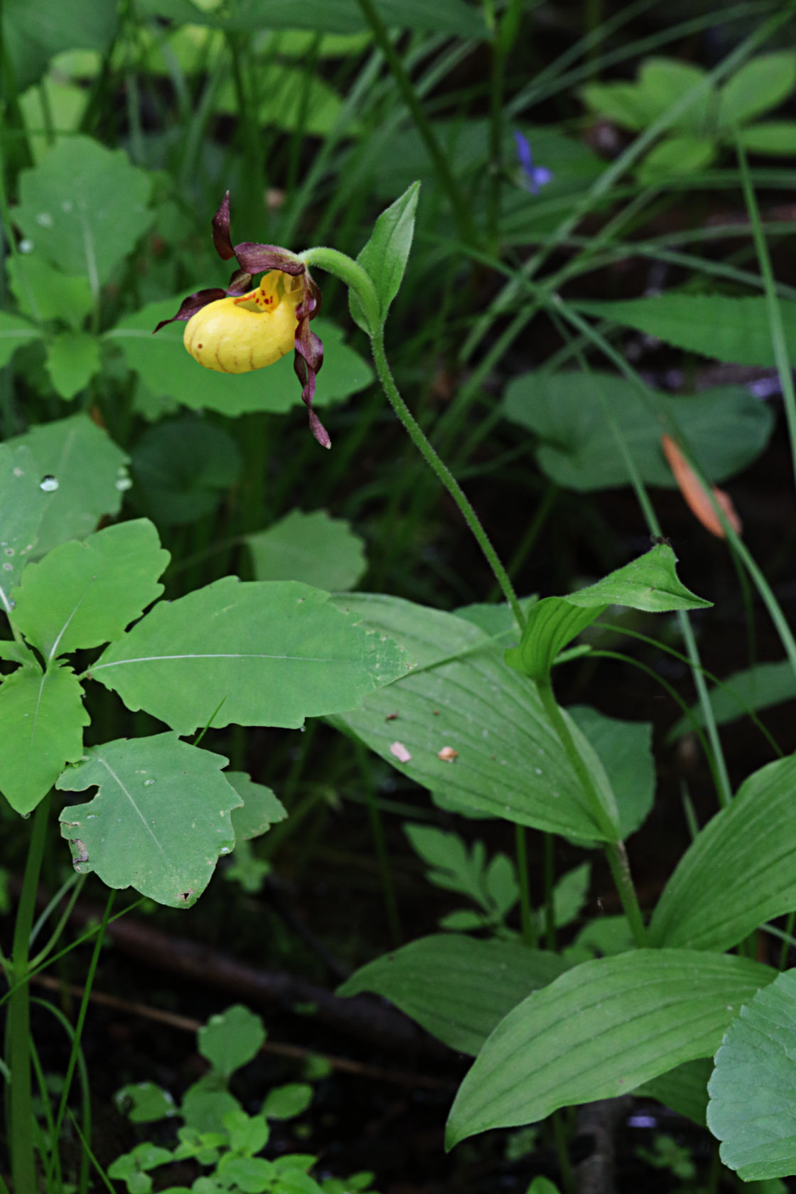 Northern Small Yellow Lady's Slipper