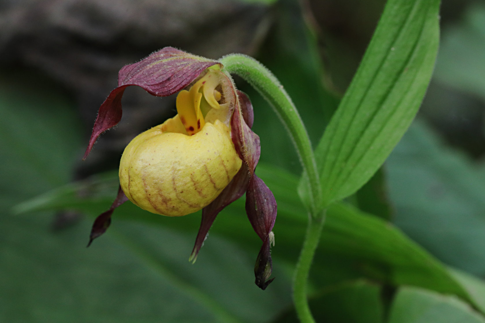 Northern Small Yellow Lady's Slipper