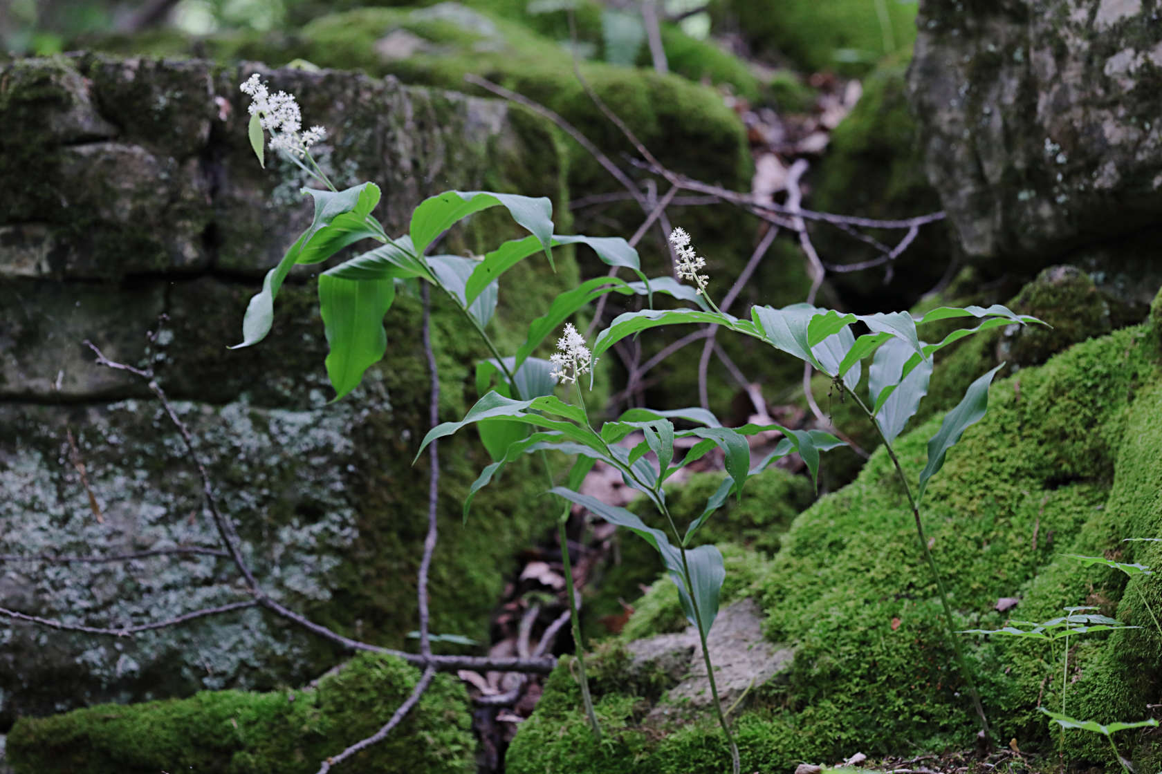 False Solomon's Seal