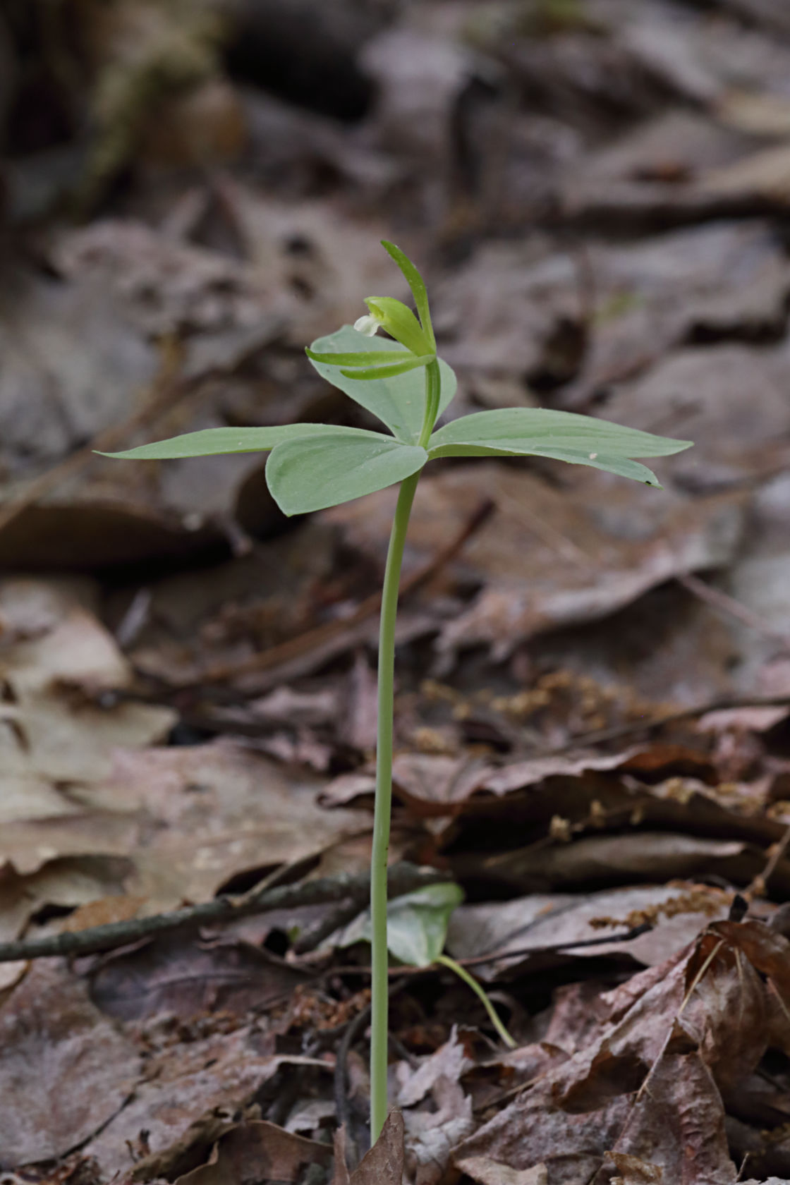 Small Whorled Pogonia