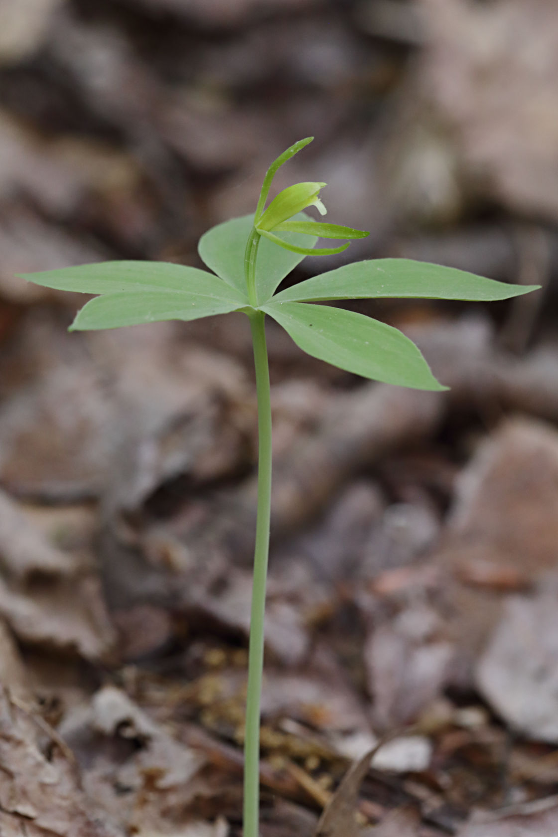 Small Whorled Pogonia