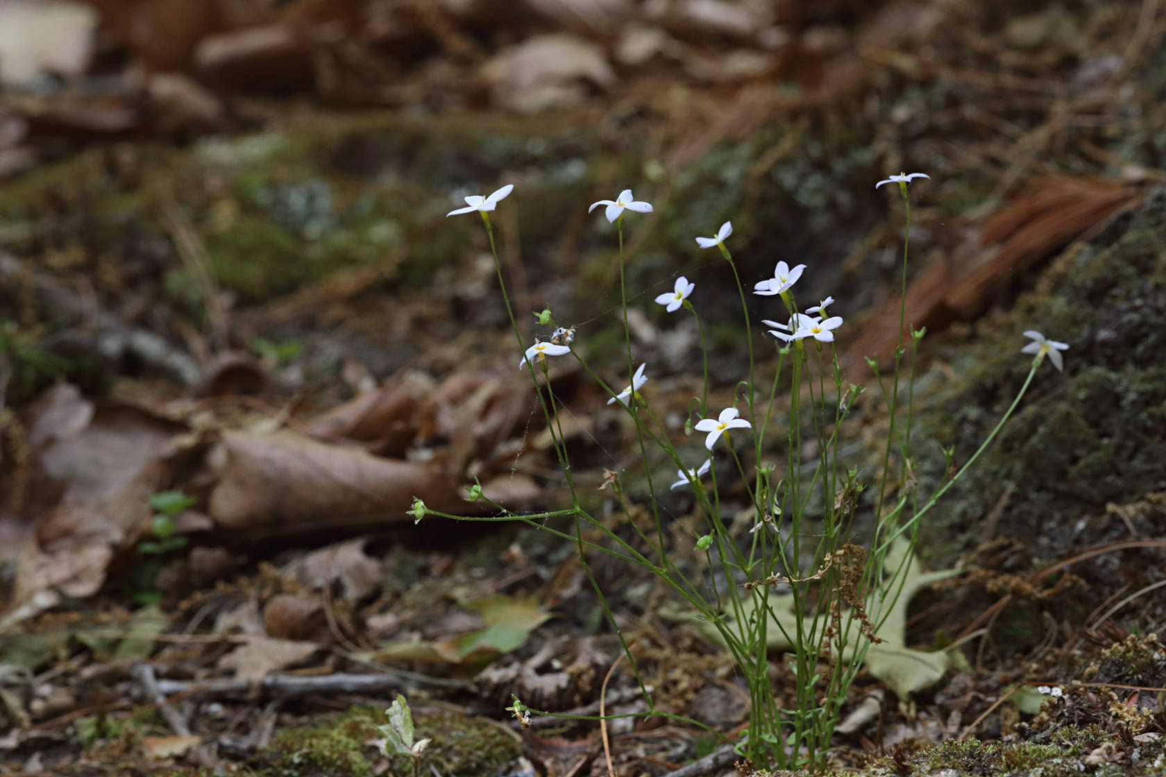 Azure Bluets