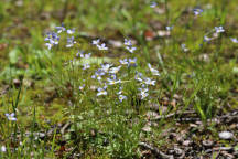 Azure Bluets