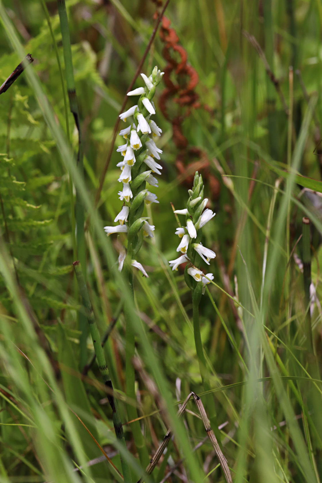 Shining Ladies' Tresses