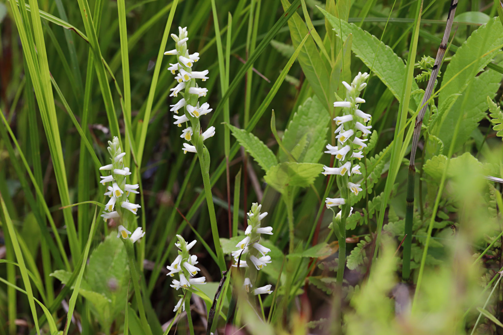 Shining Ladies' Tresses