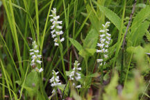 Shining Ladies' Tresses