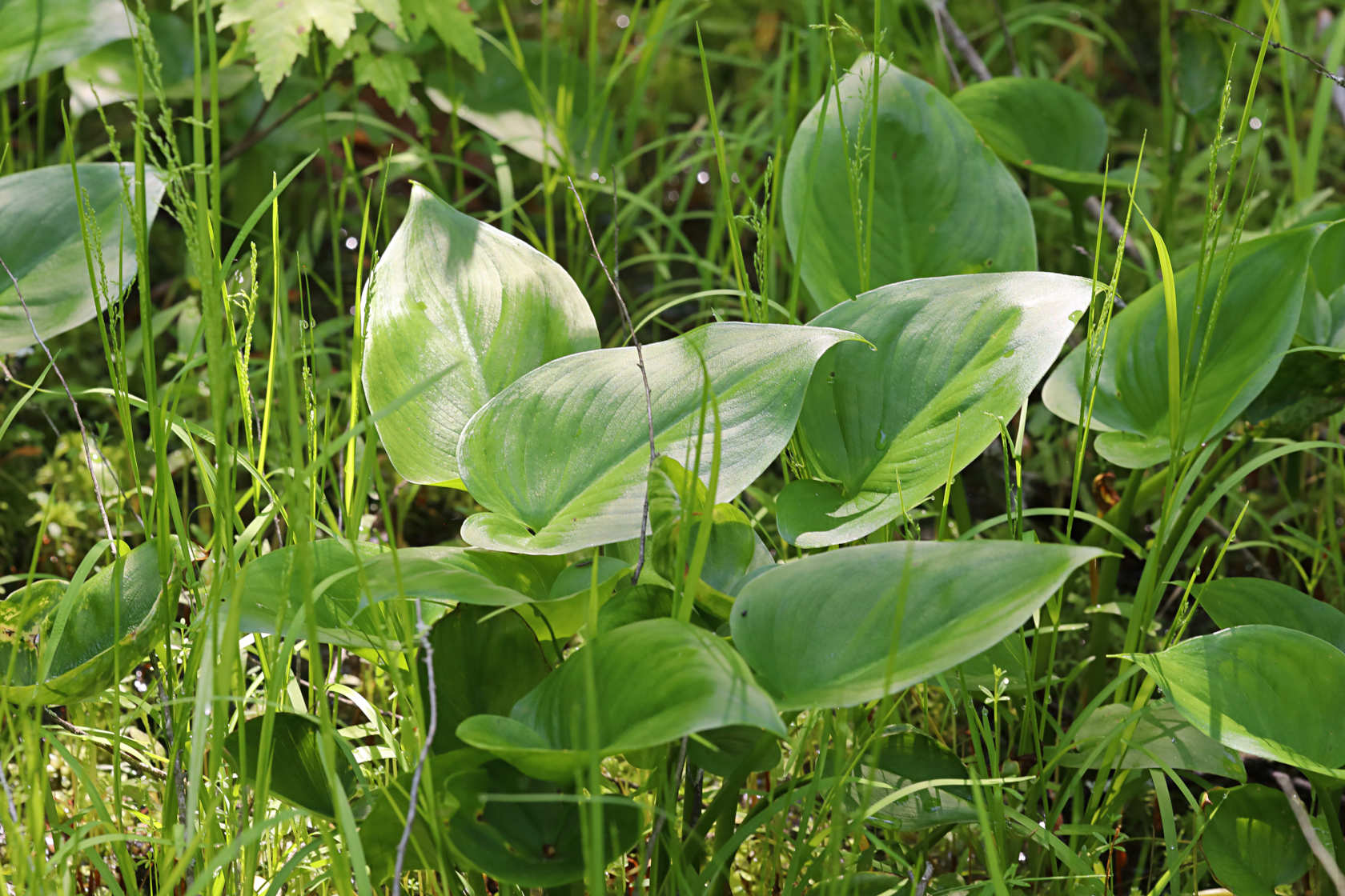 Wild Calla