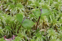 Small's Twayblade