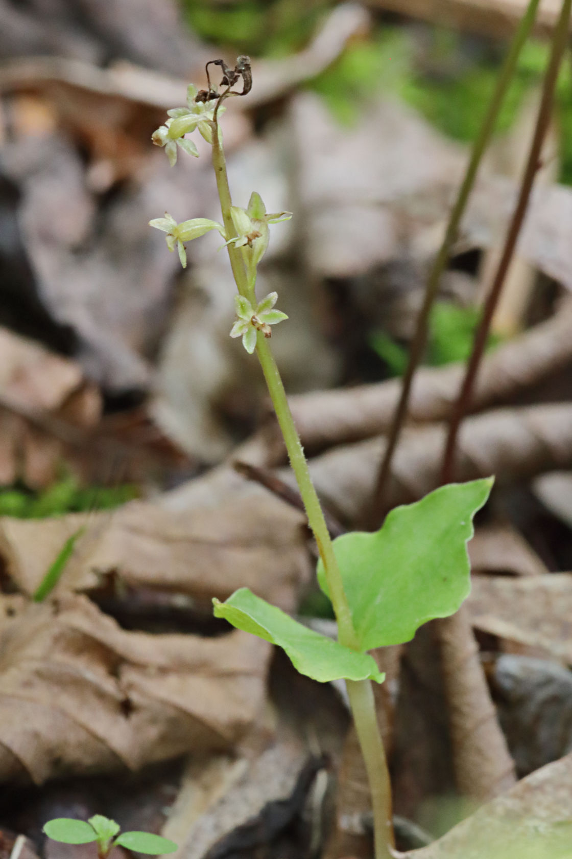 Heart-Leaved Twayblade