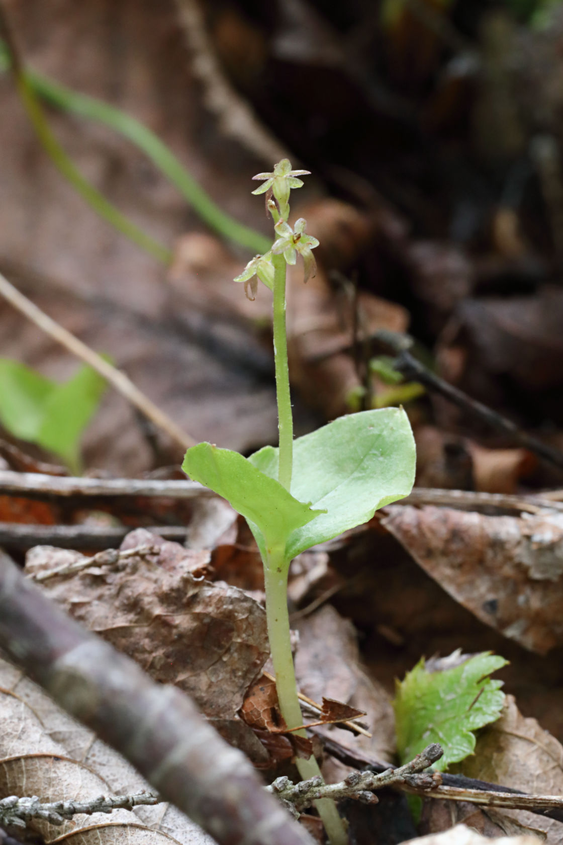 Heart-Leaved Twayblade