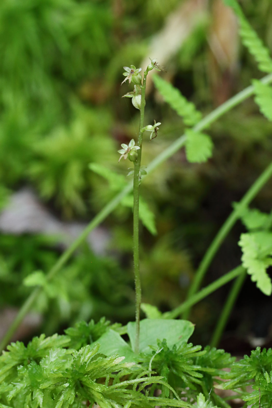 Heart-Leaved Twayblade