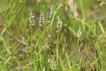 Shining Ladies' Tresses