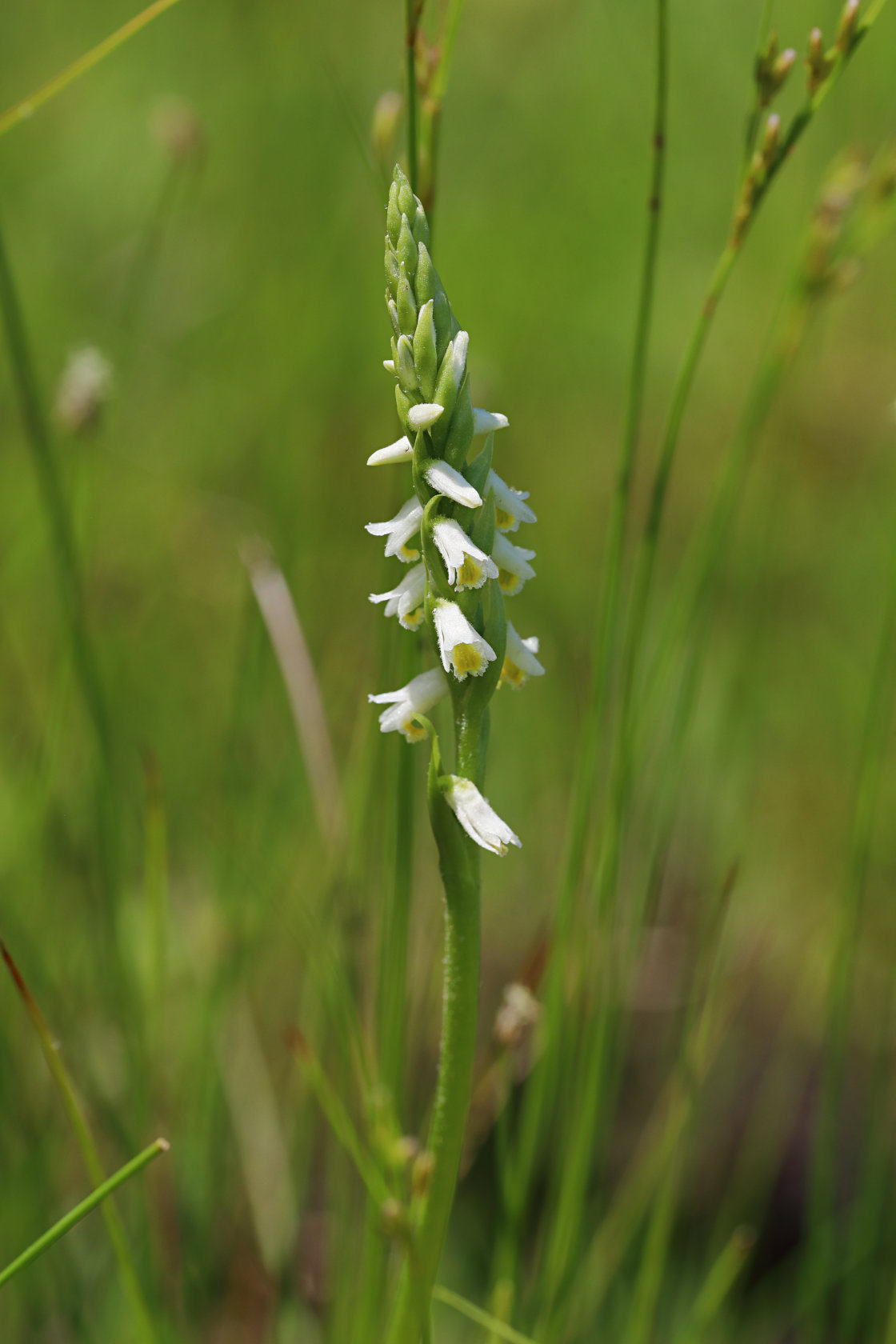 Shining Ladies' Tresses