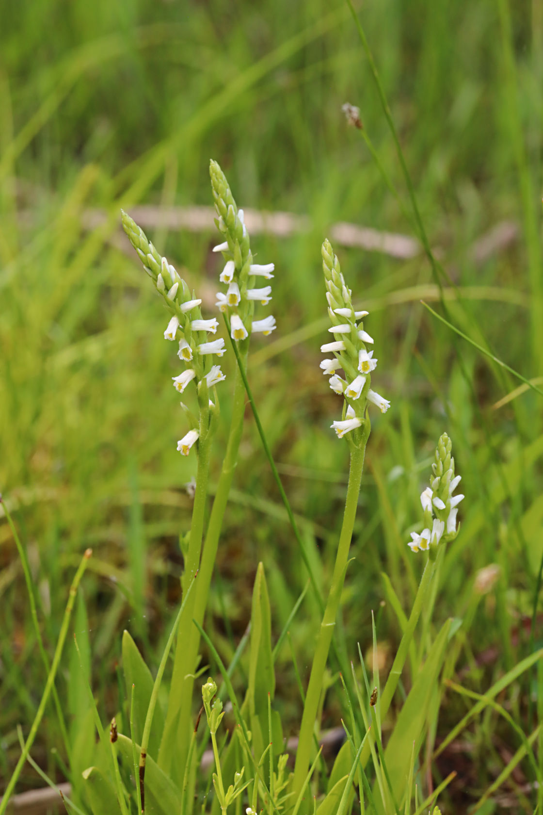 Shining Ladies' Tresses