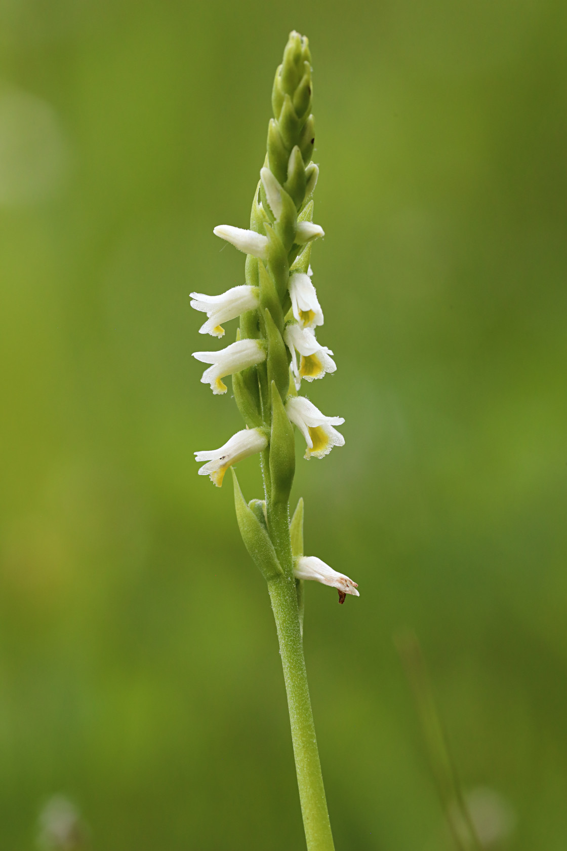 Shining Ladies' Tresses