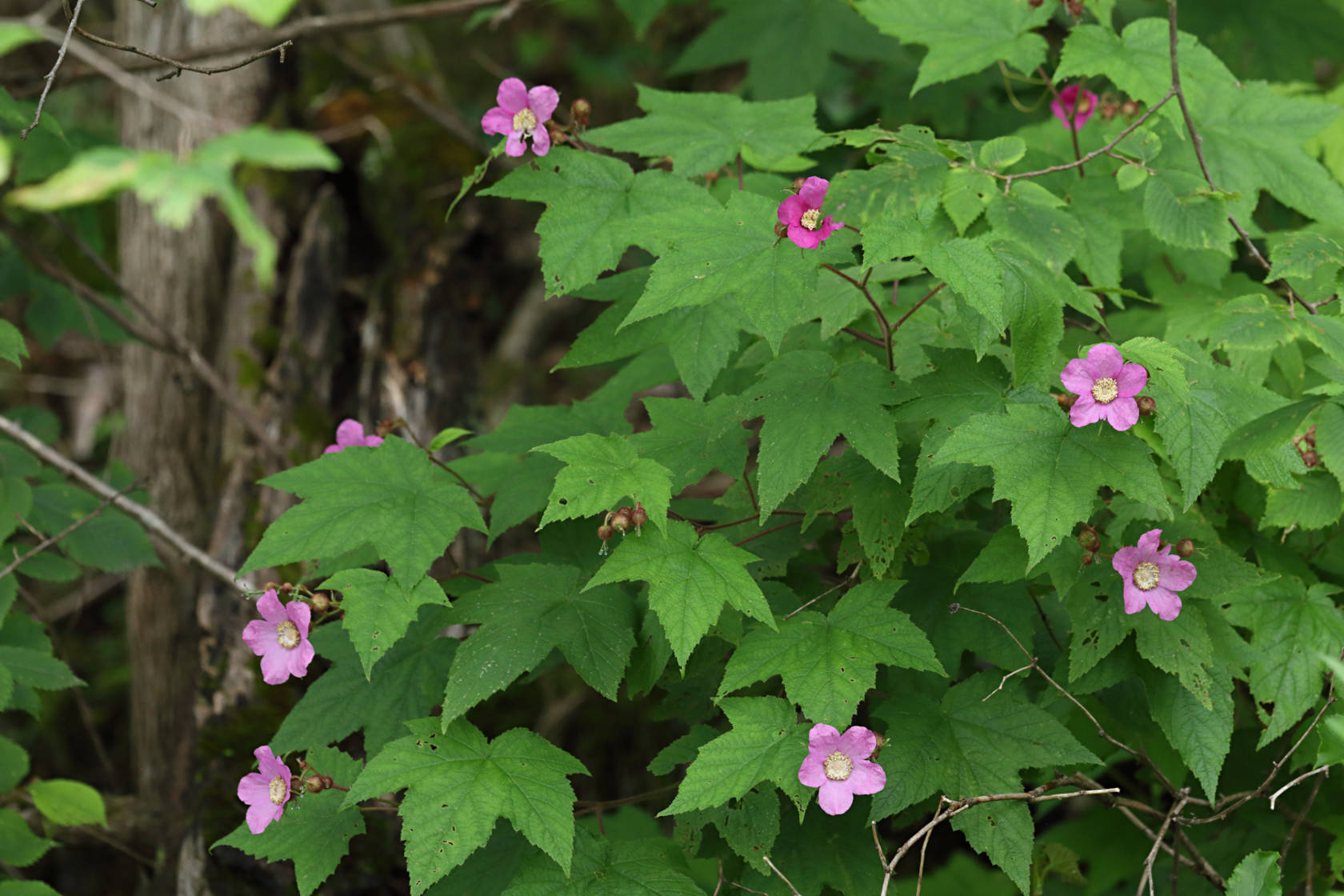 Flowering Raspberry