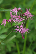 Ragged Robin