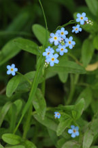True Forget-Me-Not