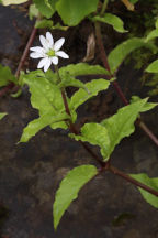 Water Chickweed