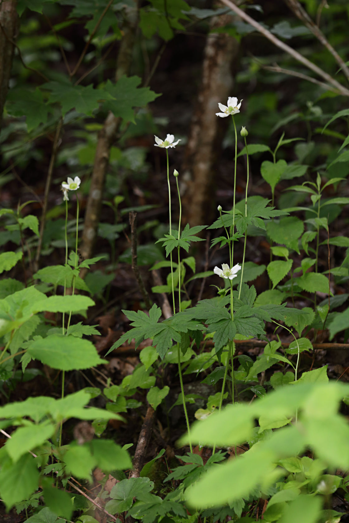 Riverbank Anemone